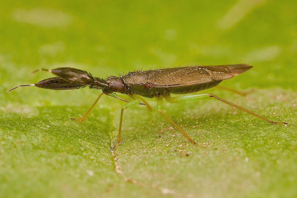 Miridae: Heterotoma cfr. merioptera di Monterotondo